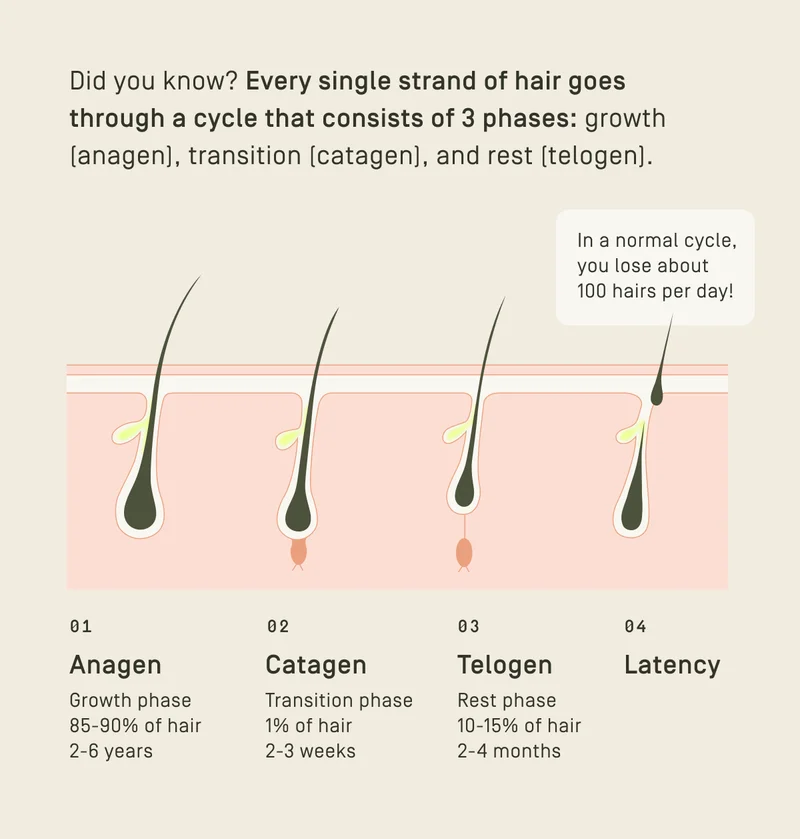 Hair Growth Cycle