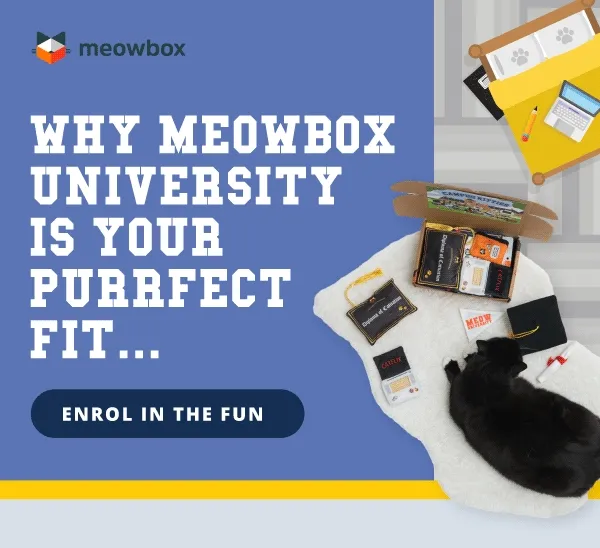 Why meowbox University is your purrfect fit... Image of a black cat laying on a white rug with an open Campus Kitties meowbox (featuring toys like the Cap & Diplomeow 2 Pack, Mewvie Night Laptop Scratcher, Catchelor's Degree Toys and more). Enrol in the fun!