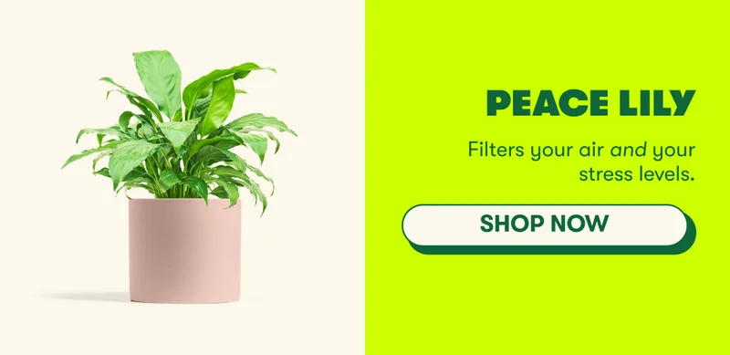 Peace Lily