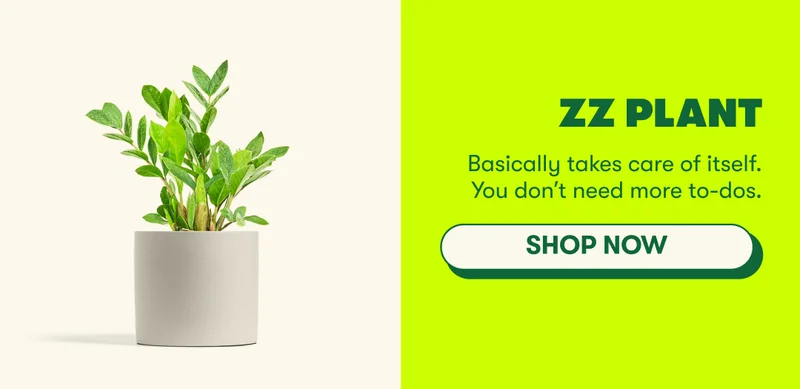 ZZ Plant
