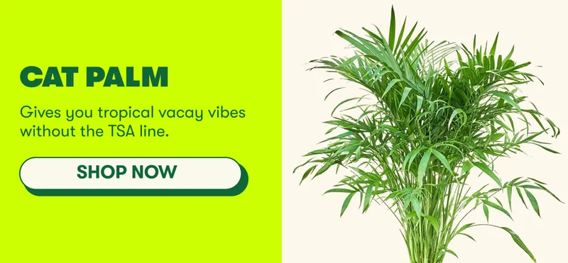 Cat Palm