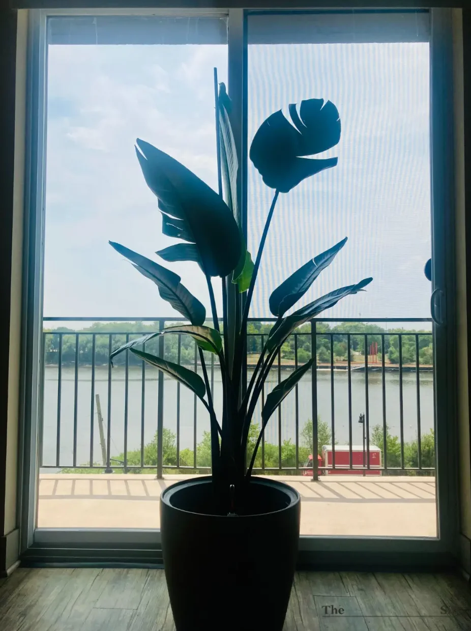 Bird of Paradise Customer Photo