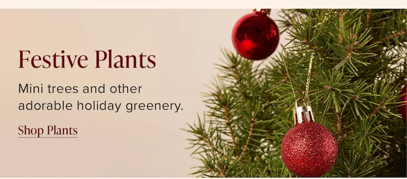 Festive Plants. Mini trees and other adorable holiday greenery. Shop Plants