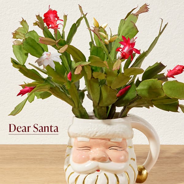 Dear Santa Plant