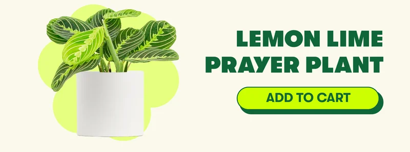 Lemon Lime Prayer Plant