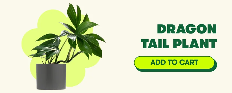 Dragon Tail Plant