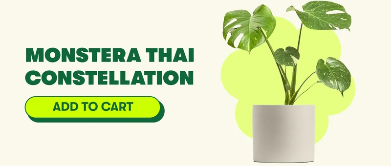 Monstera Thai Constellation