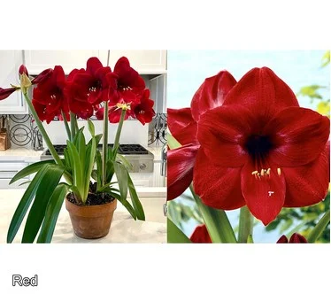 Roberta's Jumbo Amaryllis Bulb with Holiday Tin