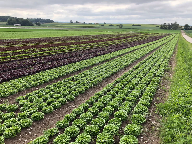 Plenty of leafy greens is a centerpiece of the MIND diet, which provides the body nutrients thought to support brain function.