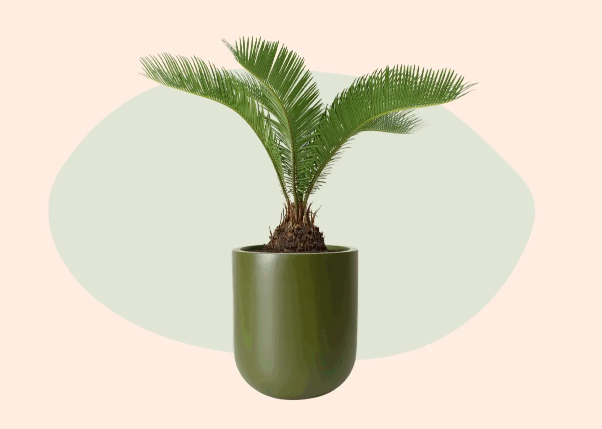 50% Off Plants