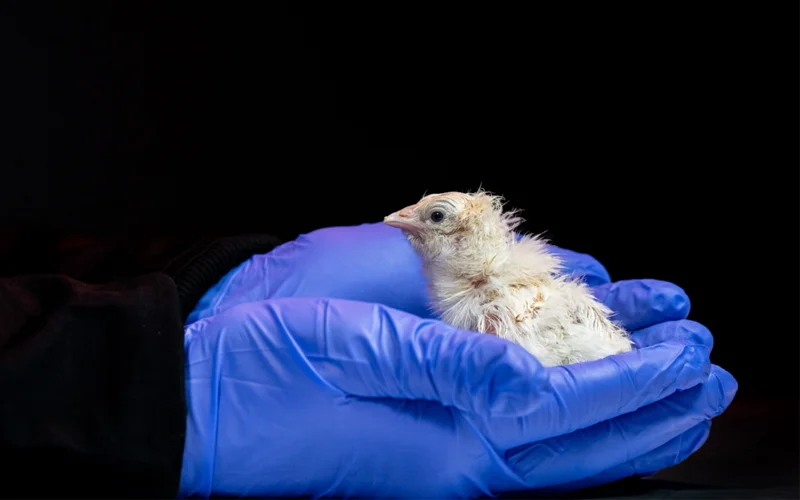 A hand holding a chick
