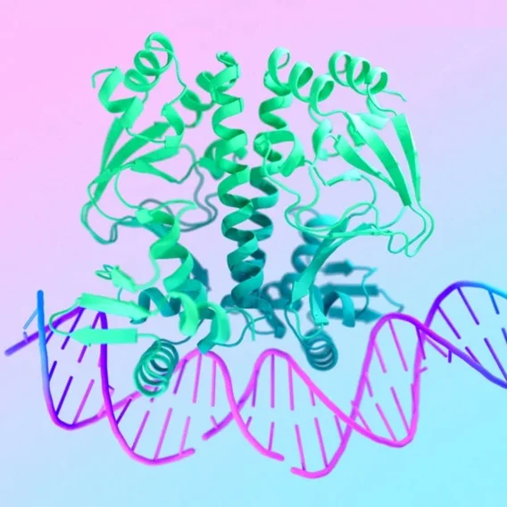 an illustrated protein and dna strand