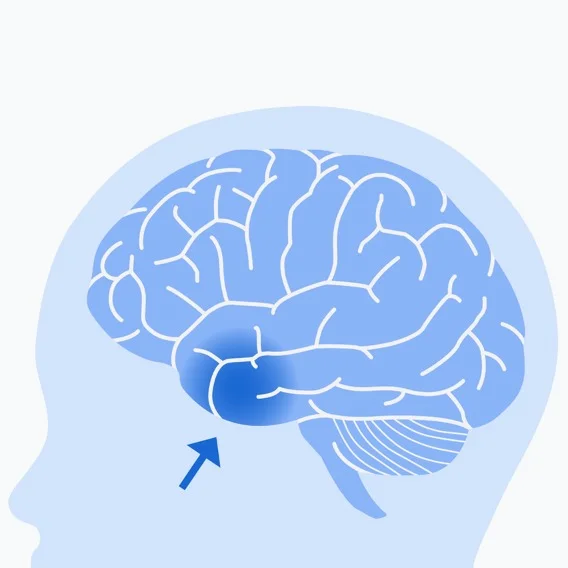 an illustration of a human brain