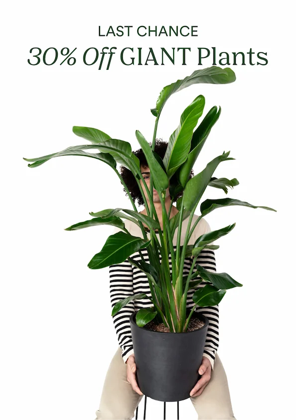 giant plant sale ends tonight