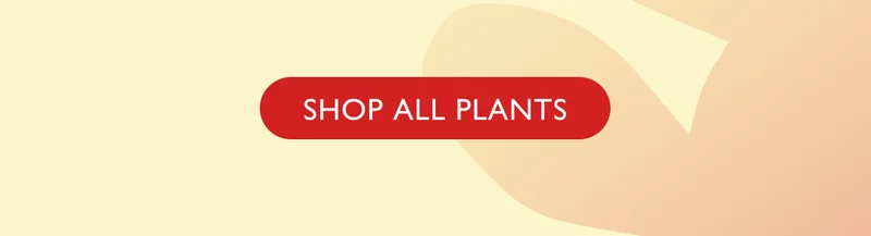 SHOP ALL PLANTS