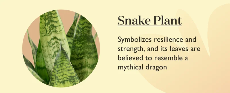 Snake Plant: Symbolizes resilience and strength, and its leaves are believed to resemble a mythical dragon.