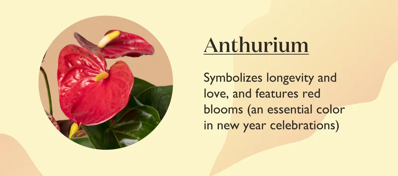 Anthurium: Symbolizes longevity and love, and features red blooms (an essential color in new year celebrations!)