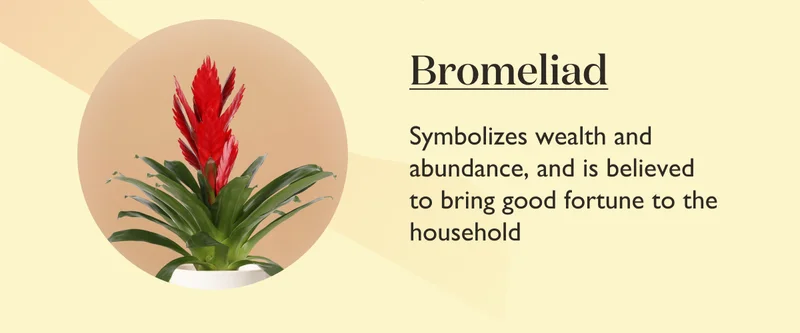 Bromeliad: Symbolizes wealth and abundance, and is believed to bring good fortune to the household.