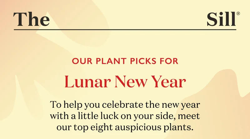 To help you celebrate the Lunar New Year with a little luck on your side, meet our top eight auspicious plants.