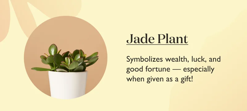Jade Plant: Symbolizes wealth, luck, and good fortune – especially when given as a gift!