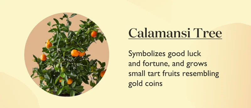 Calamansi Tree: Symbolizes good luck and fortune, and grows small tart fruits resembling gold coins.