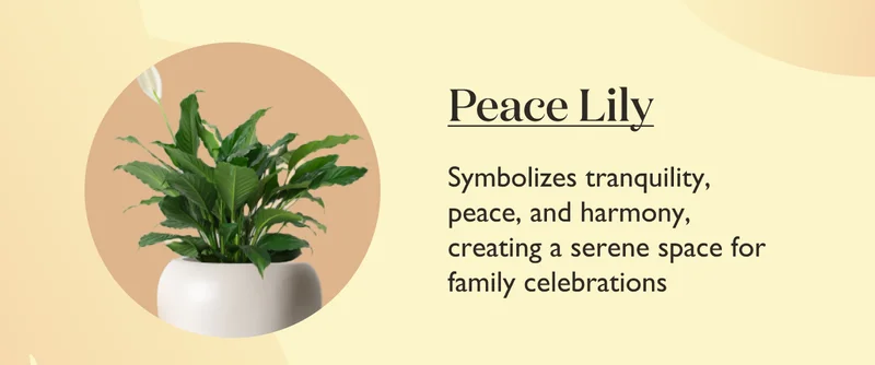 Peace Lily: Symbolizes tranquility, peace, and harmony, creating a serene space for family celebrations.
