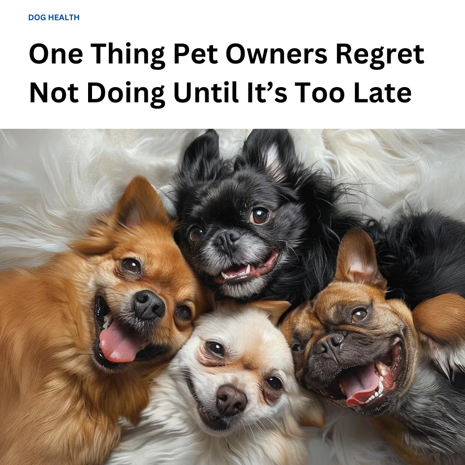 Dog happy products