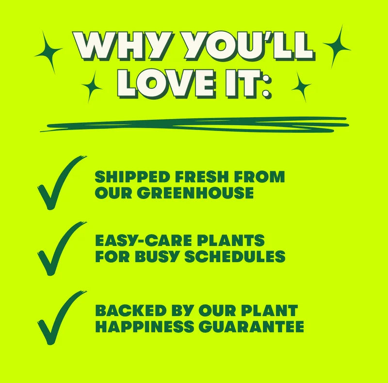 why you'll love it