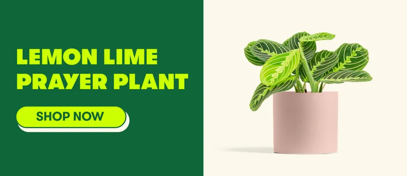 Lemon Lime Prayer Plant