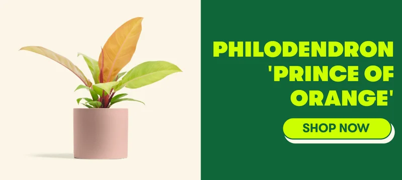 Philodendron 'Prince of Orange"