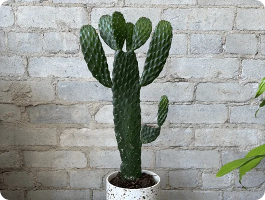 Urban Gardener