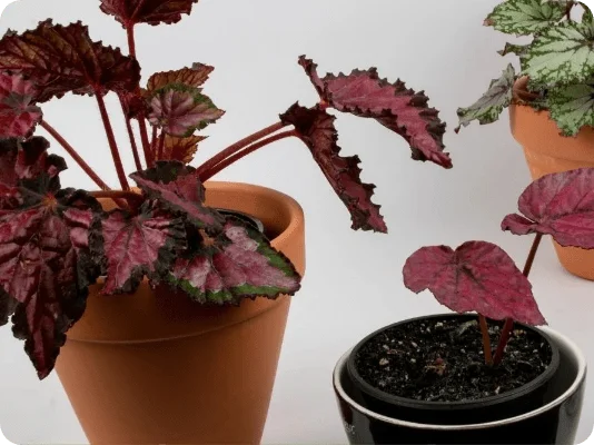 Ecostems