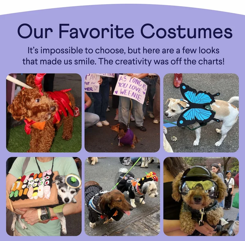 Text: Our Favorite Costumes It’s impossible to choose, but here are a few looks that made us smile. The creativity was off the charts! Photos of dogs in costumes below
