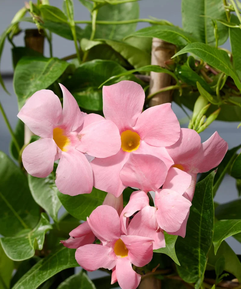 mandevilla pink blossom detail shot