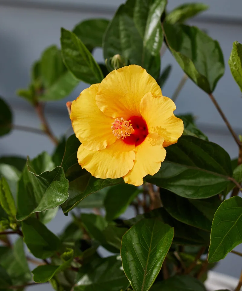 yellow hibiscus detail
