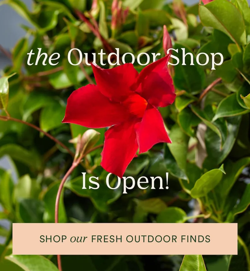 outdoor plants are here!