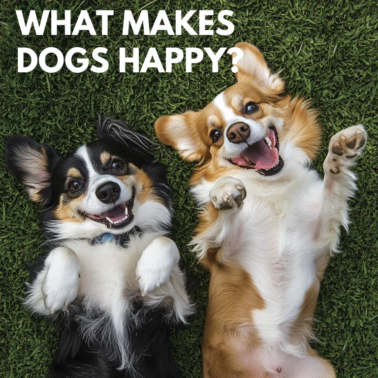 Dog happy products