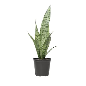 25% Off Select Altman Plants Succulents