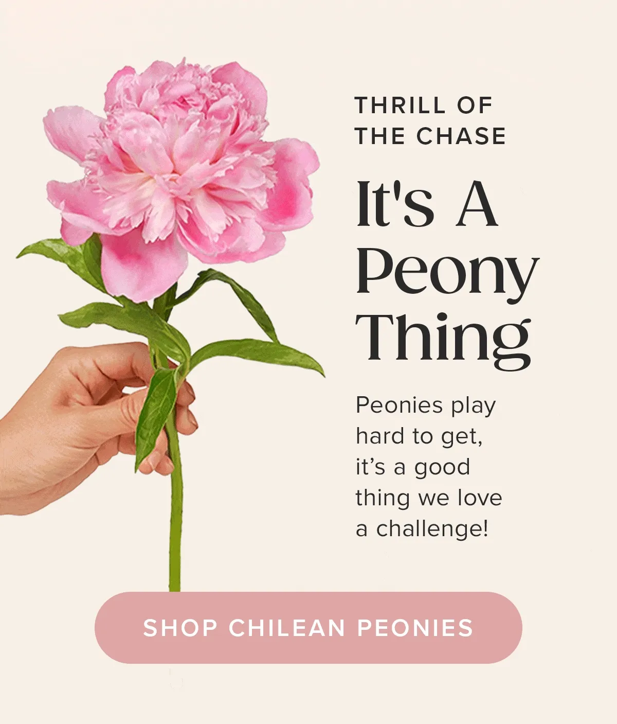 Thrill of The Chase: It's a Peony Thing. Peonies play hard to get, it's a good thing we love a challenge!