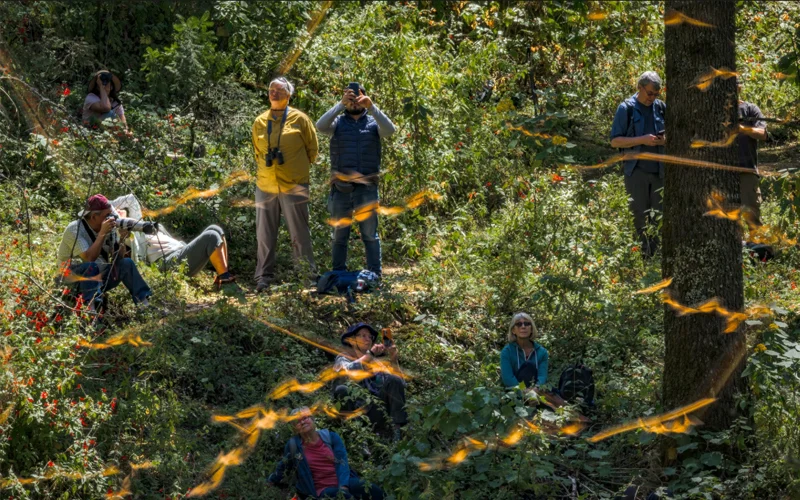 Tourists watch for monarchs in the Monarch Butterfly Biosphere Reserve in Michoacán, Mexico. Millions of the orange-and-black insects find refuge here after undertaking an epic migration from Canada and the United States.