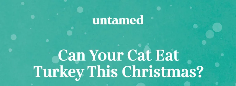 Can your cat eat turkey this Christmas?