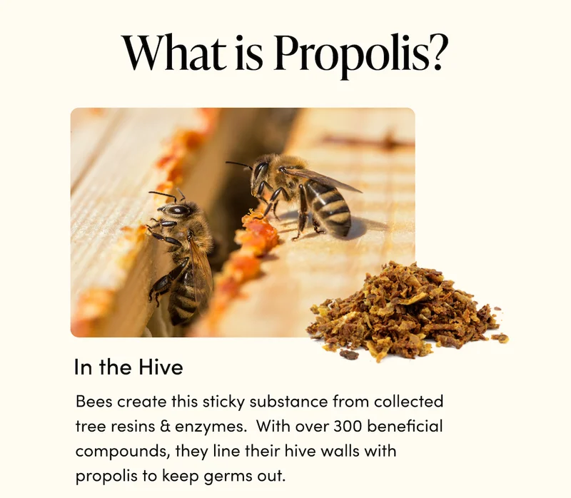 IN THE HIVE Bees create this sticky substance from collected tree resins & enzymes.  With over 300 beneficial compounds, they line their hive walls with propolis to keep germs out.
