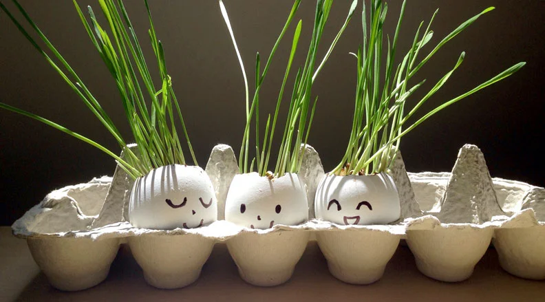 Egghead Planters – An image of eggshells with drawn-on faces, sprouting green plants, and labeled as biodegradable seed-starter pots.