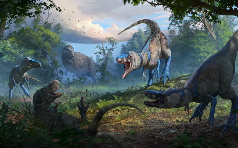 Nanotyrannus was long thought to be the very prey it's shown attacking in the illustration above, a young Tyrannosaurus rex.