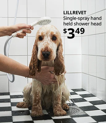 Dog in sink