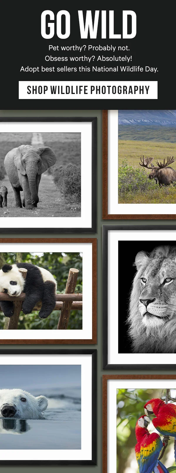 Go Wild: Pet worthy? Probably not. Obsess worthy? Absolutely! Adopt best sellers this National Wildlife Day.