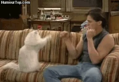 A white cat and a white man sit on a couch bopping fists