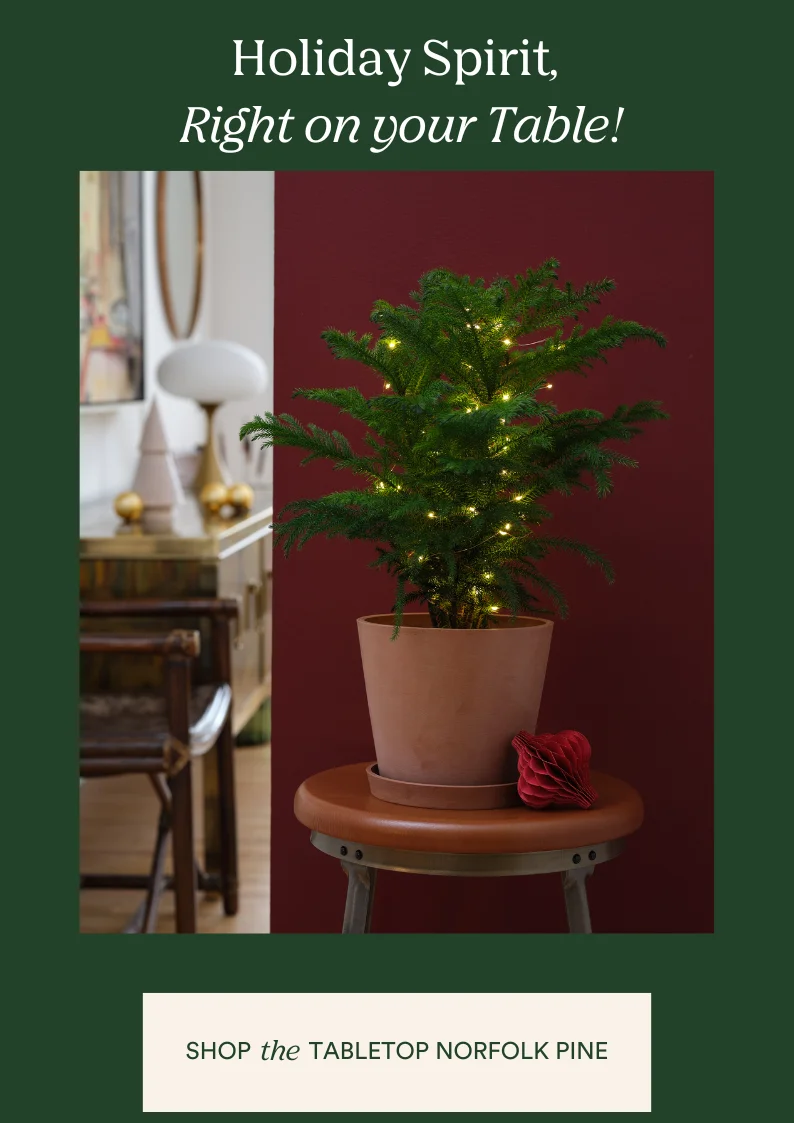 shop the tabletop norfolk pine
