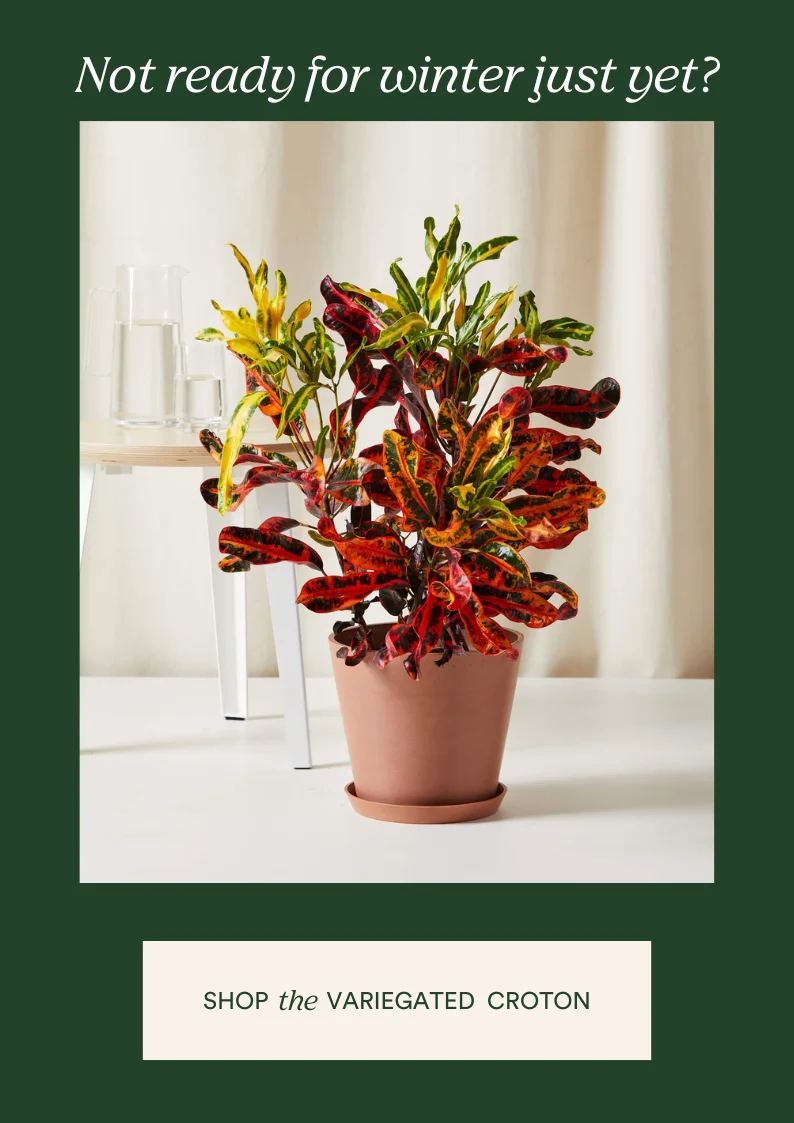 shop the variegated croton