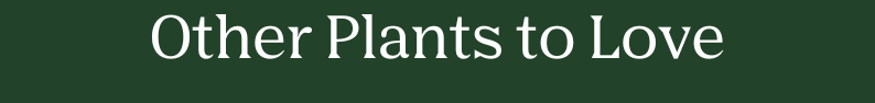 Other Plants You'll Love